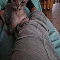 Gatto sphynx maschio grigio di 4 mesi