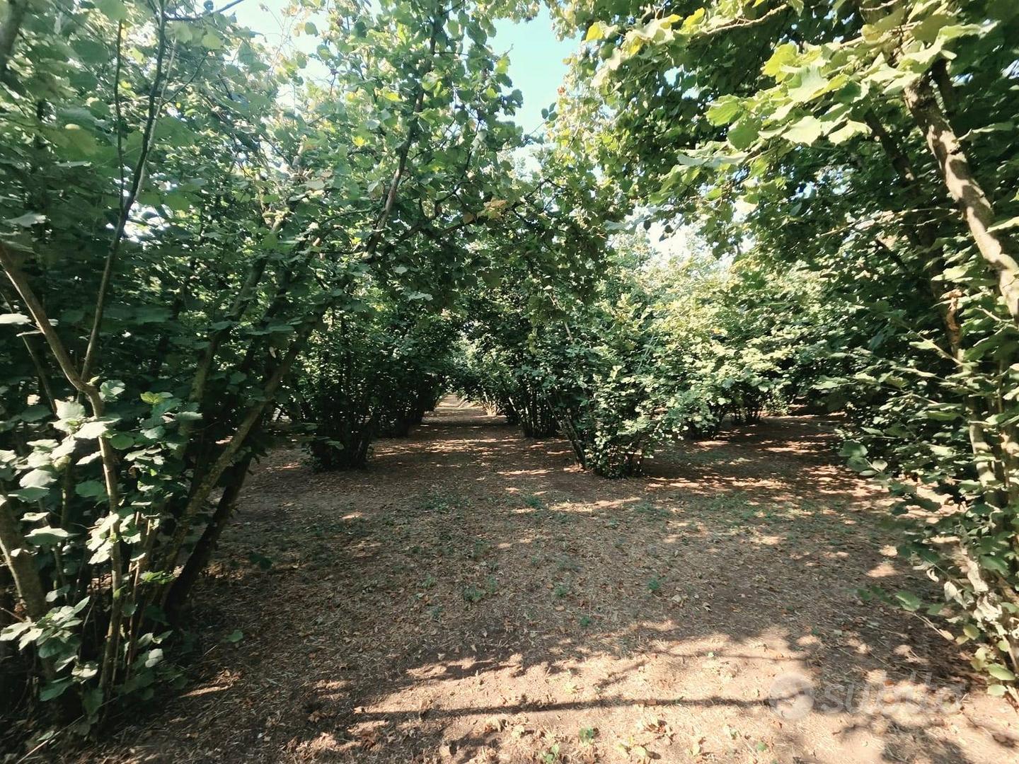Terreno Agricolo - Caprarola - Vista 4