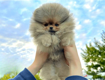 Cucciolo di spitz nano pomerania