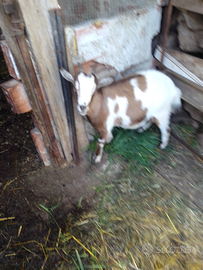 Capretta incrocio tibetana