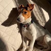 Jack russel maschio disponibile per accoppiamento