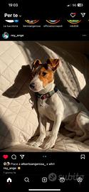 Jack russel maschio disponibile per accoppiamento