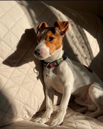 Jack russel maschio disponibile per accoppiamento