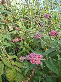 buddleja davidii bicolor - 