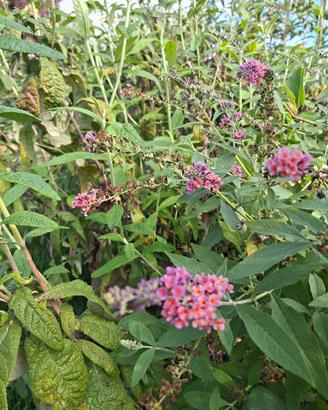 buddleja davidii bicolor - 