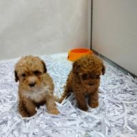 Barboncino mini toy red 2M 2F anche a rate