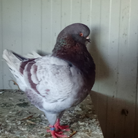 Colombi / piccioni varie razze king, texani