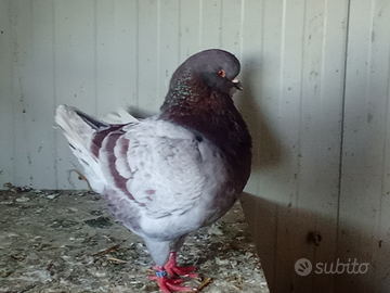 Colombi / piccioni varie razze king, texani