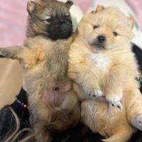 Volpini di Pomerania