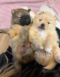 Volpini di Pomerania