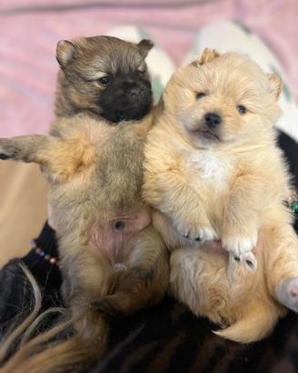 Volpini di Pomerania