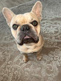 Bulldog francese