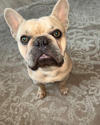 Bulldog francese