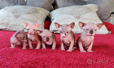 Cuccioli Canadian Sphynx