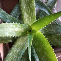 aloe vera