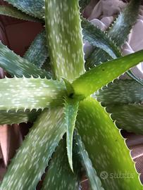 aloe vera