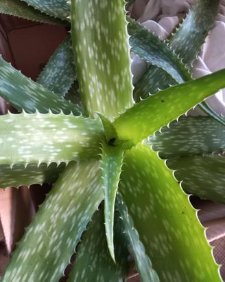 aloe vera