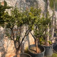 Alberi grandi  di Agrumi