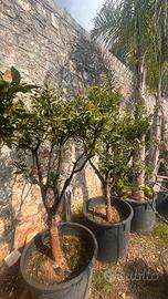 Alberi grandi  di Agrumi