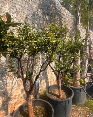 Alberi di Agrumi