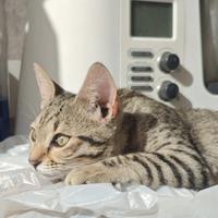 Leonessa gattina 5/6 mesi