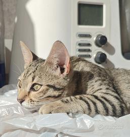 Leonessa gattina 5/6 mesi