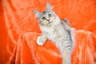 Maine coon adulta con pedigree