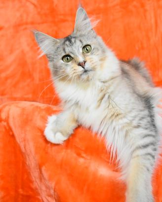Maine coon adulta con pedigree