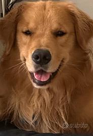 Golden Retriver maschio americano monta