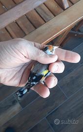 Cardellina agata piccola