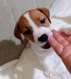 Jack Russell terrier