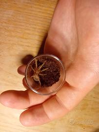 Lasiodora striatipes