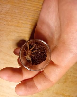 Lasiodora striatipes