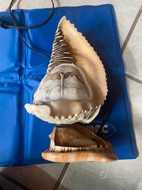 Lampada conchiglia