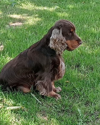 Cocker per monta