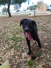 Cane cucciolo meticcio 9 mesi taglia medio grande