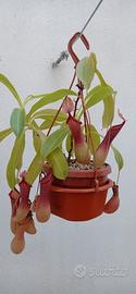 Nepenthes x Ventrata in substrato 100% inorganico