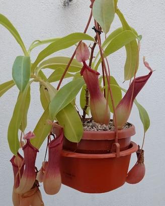 Nepenthes x Ventrata in substrato 100% inorganico