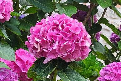 Hortensia piante