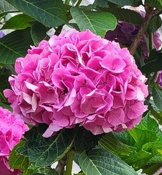 Hortensia piante