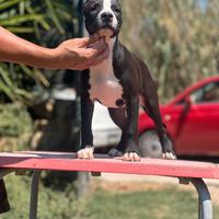 American pitbull terrier