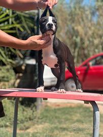 American pitbull terrier