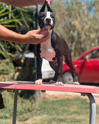 American pitbull terrier