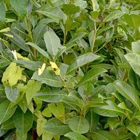 piantine alloro ceraso