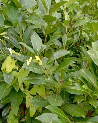 piantine alloro ceraso