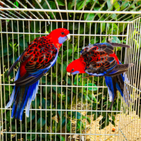 Coppia rosella di pennant