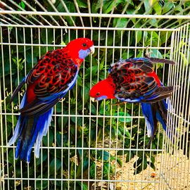 Coppia rosella di pennant