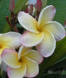Plumeria rubra ‘Edie Moragne’
