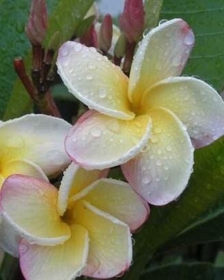 Plumeria rubra ‘Edie Moragne’