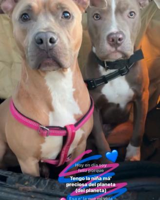 Cucciolo di Pitbull puro